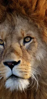 Close-up of a majestic lion's face as a mobile wallpaper.