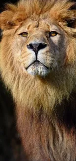 Majestic lion portrait with a regal look, surrounded by natural light.