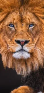 Majestic lion with fierce gaze set as mobile wallpaper.