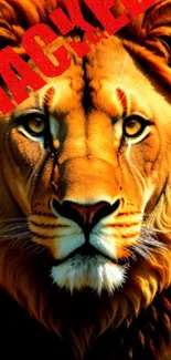 Majestic lion wallpaper with bold colors and striking presence.