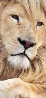 Majestic lion with a serene expression resting on a rock.