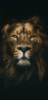 Majestic lion head on dark background phone wallpaper.