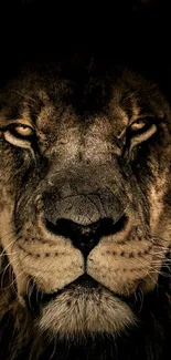 Close-up of a lion's face, perfect for phone wallpaper.