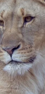 Close-up of a majestic lion with detailed fur in a natural setting.