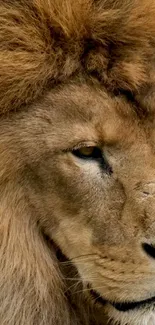 Close-up of a majestic lion's face with brown mane and intense gaze.