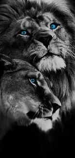 Lion and lioness with blue eyes on a black background.