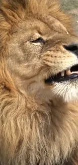 Majestic lion close-up with mane in a natural setting, showcasing its power.