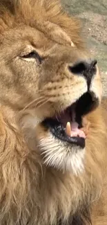 Close-up of a majestic lion in natural setting, for phone wallpaper.