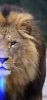 Majestic lion close-up with blue glow and natural background.