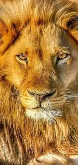 Majestic lion with golden mane looking forward in stunning portrait.