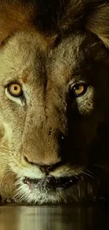 Close-up of a majestic lion staring intensely.