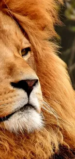 Close-up of a majestic lion's face with a golden mane.