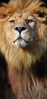 Majestic lion portrait with a golden mane and fierce gaze.