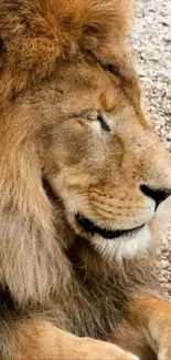 Close-up of a majestic lion resting peacefully.