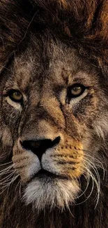 Close-up of a majestic lion with a regal expression and brown mane.