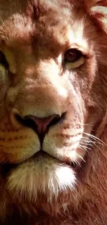 Close-up image of a majestic lion's face.