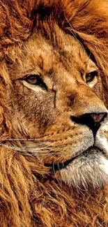 Majestic lion face close-up wallpaper.