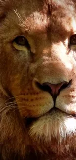 Close-up of a majestic lion's face in warm lighting.