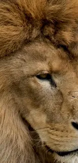 Close-up of a majestic lion's face in golden brown tones for mobile wallpaper.