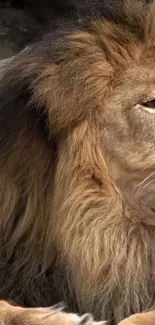 Majestic lion resting with a regal mane.