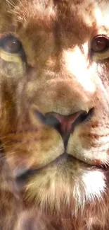 Majestic lion portrait, close-up view of a lion's face with a brown mane.