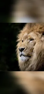 Majestic lion portrait with golden mane in natural setting.