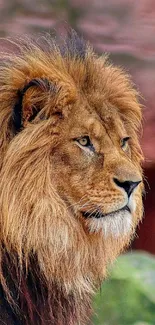 Majestic lion with a brown mane in nature wallpaper.