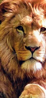 Majestic lion portrait with a regal mane on a warm safari background.