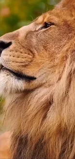 Majestic lion with a flowing mane in a natural setting.