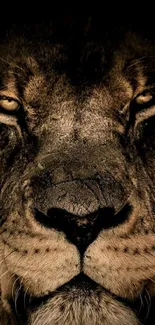 Close-up of a majestic lion face in dark earthy tones wallpaper.