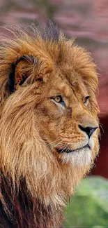 Majestic lion portrait in natural environment