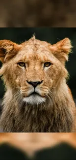 Majestic lion portrait with fierce gaze on a dark background.