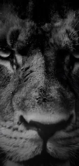 Black and white close-up portrait of a majestic lion.