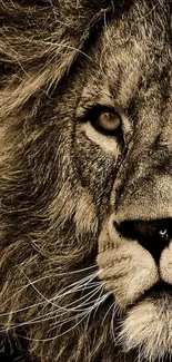 Sepia-toned close-up of a lion's face in artistic mobile wallpaper.