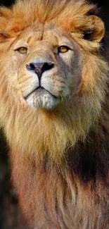 Majestic lion with golden mane on dark background.