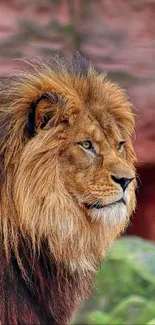 Majestic lion portrait with rich brown mane.