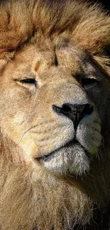 Majestic lion portrait with closed eyes, basking in sunlight.