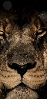 Close-up portrait of a majestic lion with intense gaze and textured details.