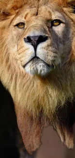 Majestic lion with rich mane on mobile wallpaper.