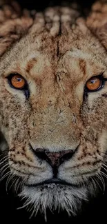 Majestic lion portrait with striking amber eyes on a black background.