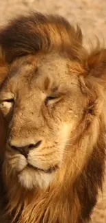 Close-up portrait of a majestic lion with a golden brown mane.