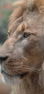 Close-up portrait of a majestic lion with a flowing mane.