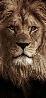 Close-up portrait of a majestic lion with detailed mane.