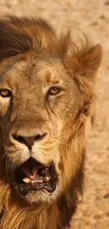 Majestic lion portrait with brown tones in mobile wallpaper.