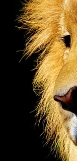 Close-up portrait of a majestic lion face.