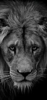 Black and white image of a majestic lion's face.