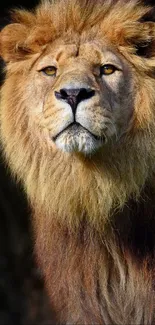 Majestic lion with a striking mane against a dark background.