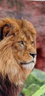 A majestic lion portrait with a golden mane set against a natural background.