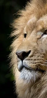 Majestic lion portrait with a golden mane in natural lighting.