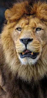 Majestic lion with a golden mane staring intensely at the camera.